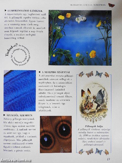 Pillangók és lepkék