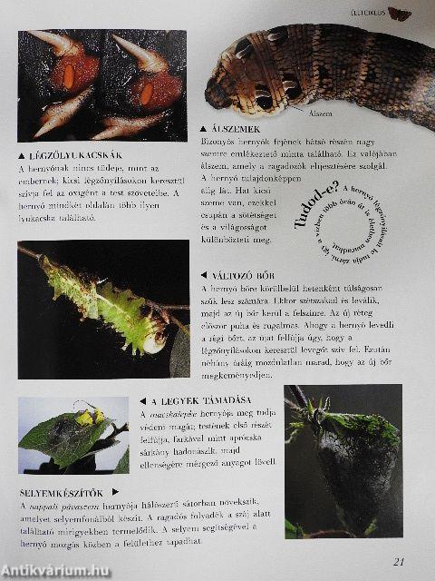 Pillangók és lepkék