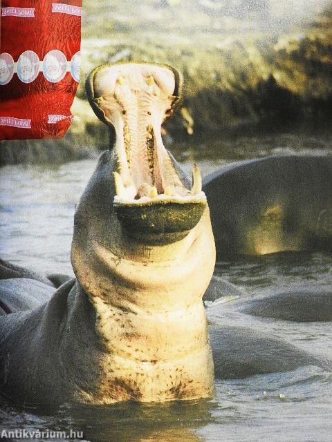 Az állatok viselkedése