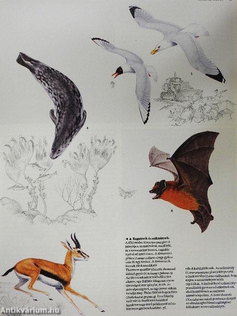 Az állatok viselkedése