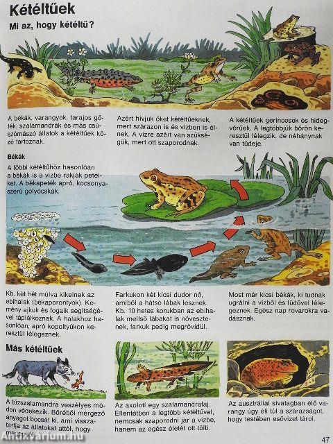 Enciklopédia gyermekeknek