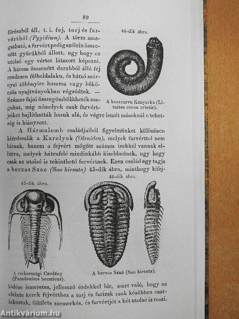 A földisme alapvonalai