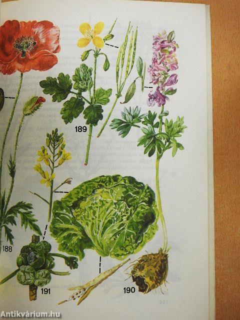 Kis növényhatározó