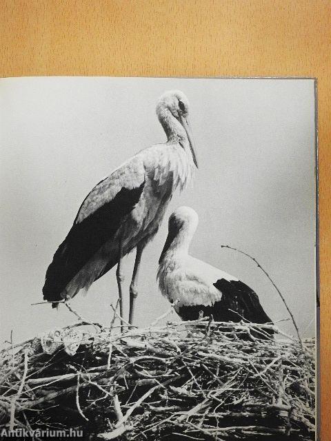 Gólya, gólya, hazaszállj!