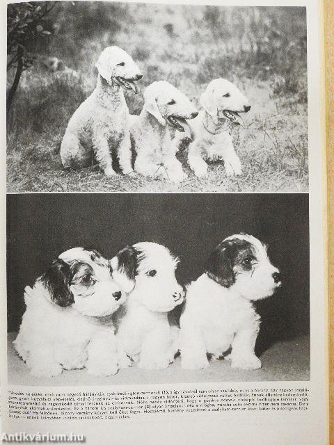 400 tanács kutyakedvelőknek
