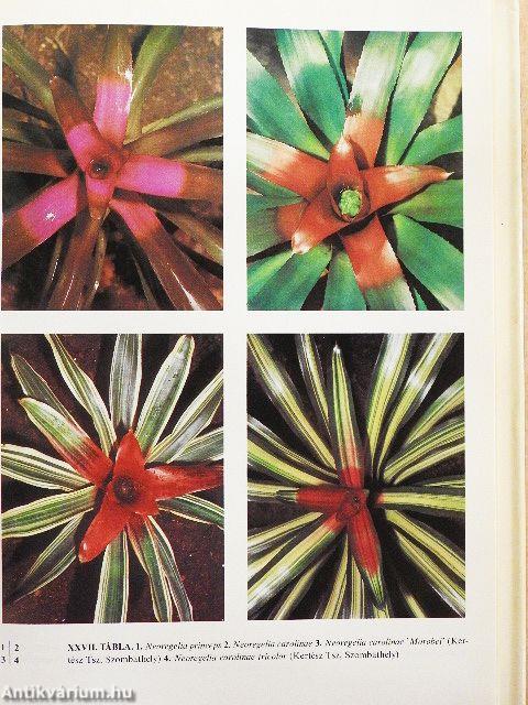 Orchideák és broméliák