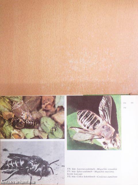 Kis állathatározó