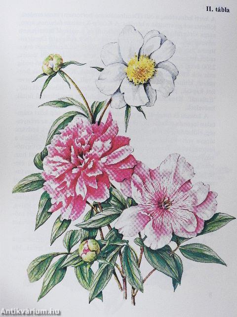 Kína kerti virágai