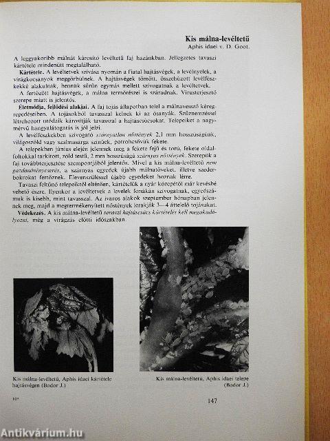 Bogyós gyümölcsűek védelme