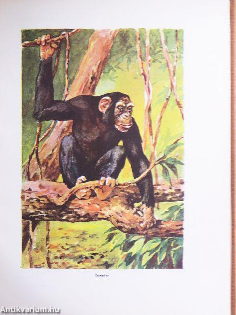 A kultúra világa I-V.