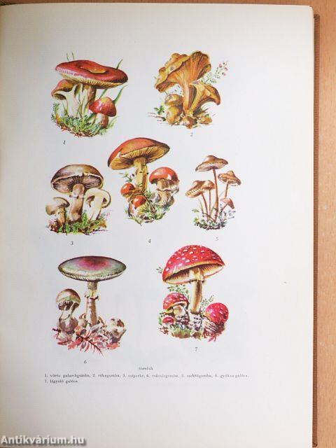 A kultúra világa I-V.