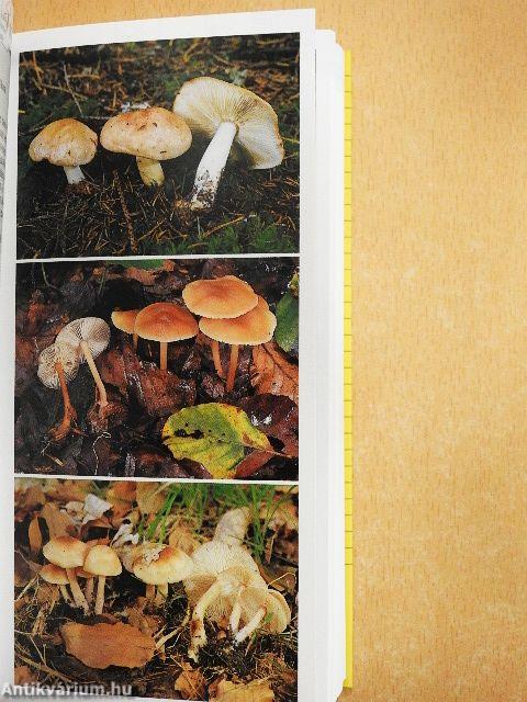 Gombászok kézikönyve