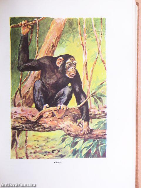 A kultúra világa I-V.