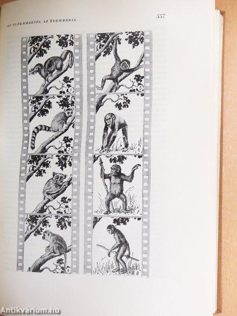 A kultúra világa I-V.