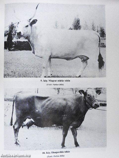 A szarvasmarha tenyésztése