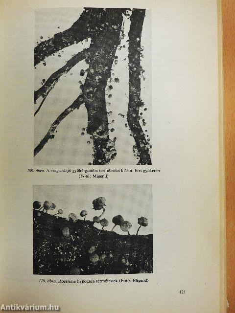 Gyümölcsfák védelme