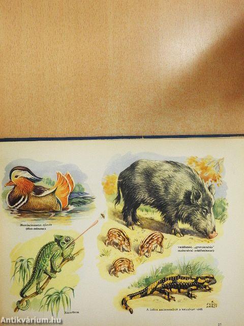 A természet csodái