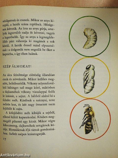 Parányi bölcsőlakók