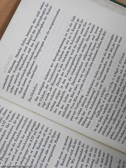 An der Basis des Lebens