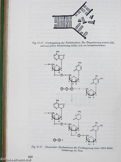 An der Basis des Lebens