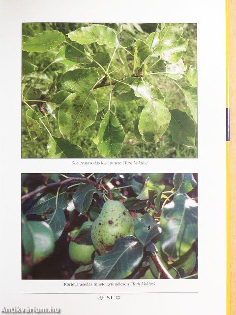 Gyümölcsfélék és a szőlő kiskerti védelme