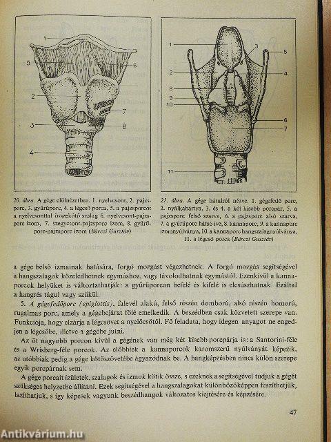 A beszédpedagógia alapjai