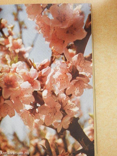 A Magyar Hírek Kincses Kalendáriuma 1985