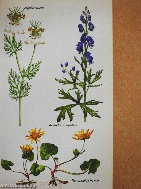 Edible and Medicinal Plants of Britain and Northern Europe