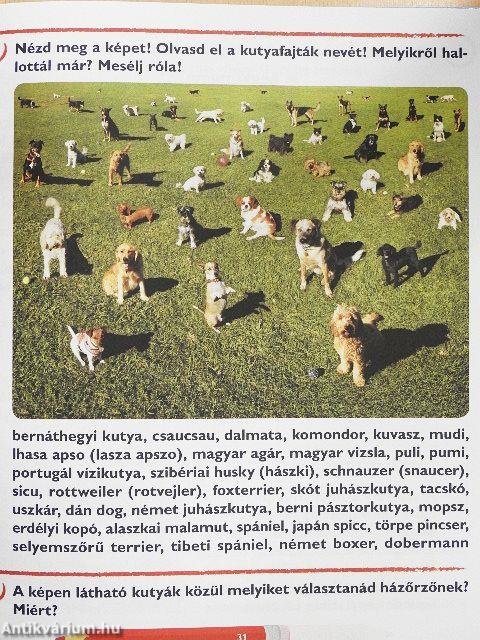 Színes olvasókönyv II.