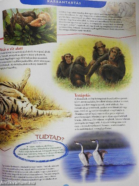 Az állatok hétköznapjai