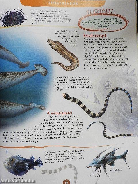 Az állatok hétköznapjai