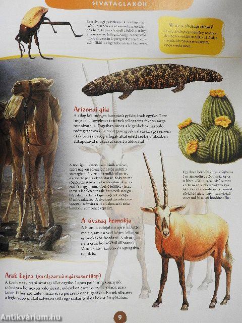 Az állatok hétköznapjai