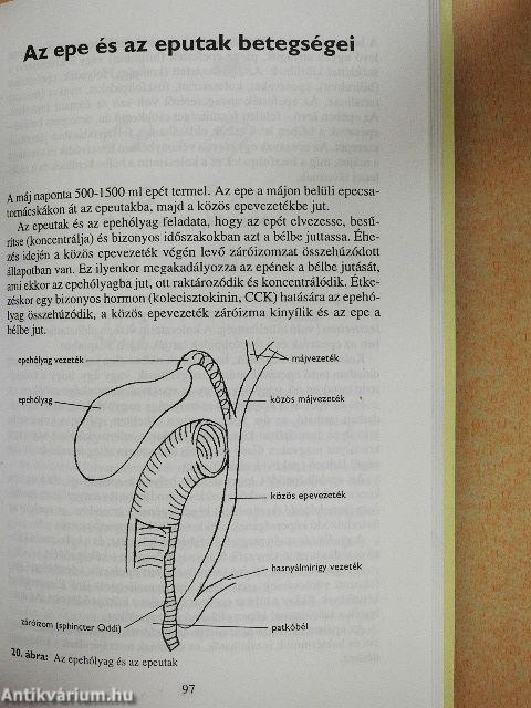 Kis máj- és epekönyv