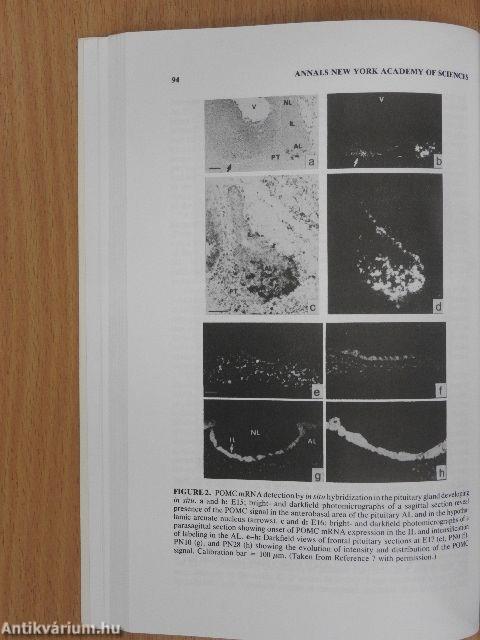 The Melanotropic Peptides