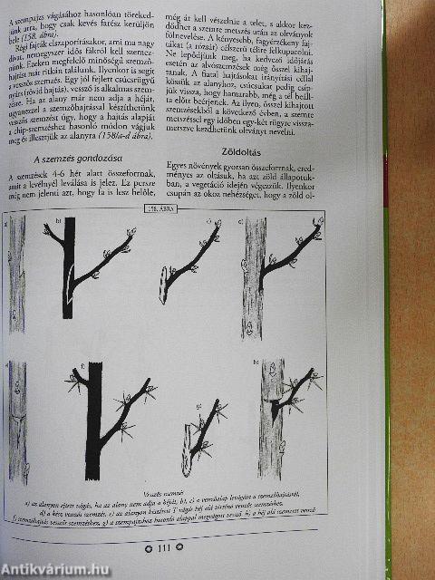 A növényszaporítás ábécéje