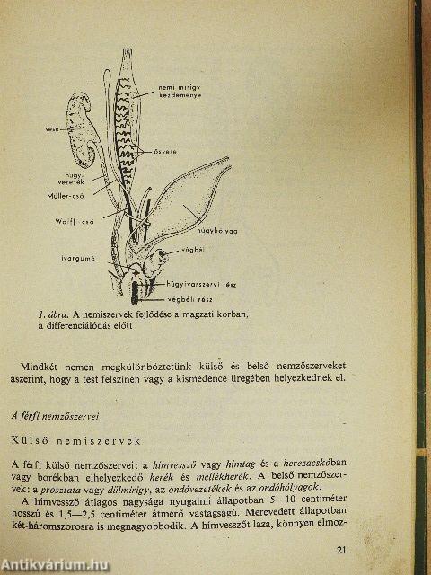 A nemi élet kérdései