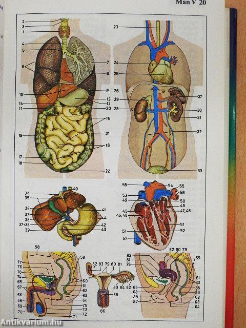 The Oxford-Duden Pictorial English Dictionary