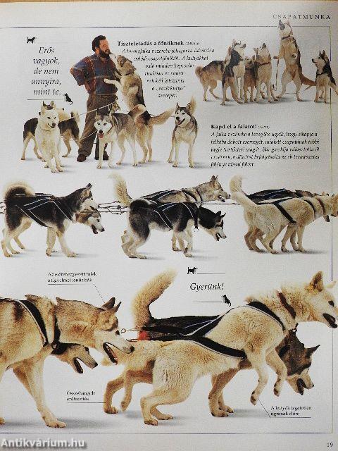 Kézikönyv a kutyalélekhez