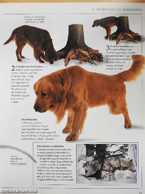 Kézikönyv a kutyalélekhez