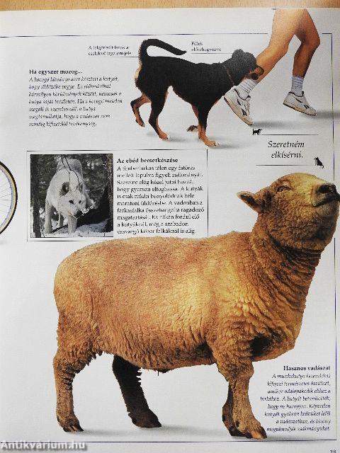 Kézikönyv a kutyalélekhez