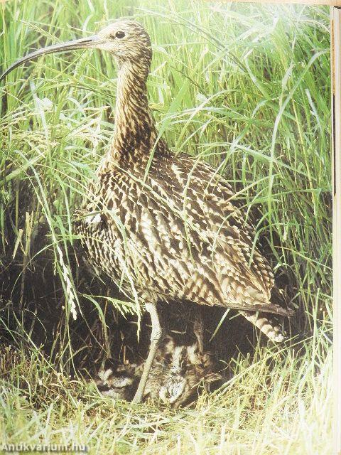 Az amatőr természetbúvár