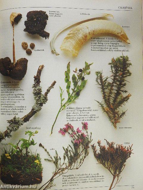 Az amatőr természetbúvár