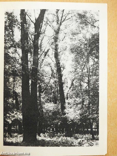 Nagy-Berek - Fehér-vízi láp