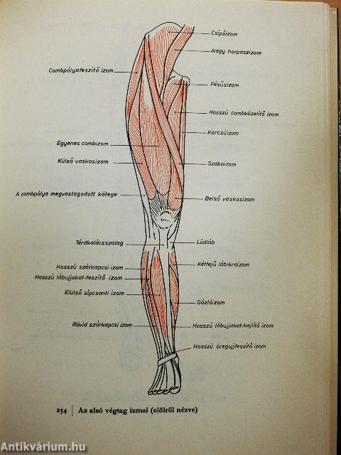A sportmozgások anatómiai alapjai I-II.