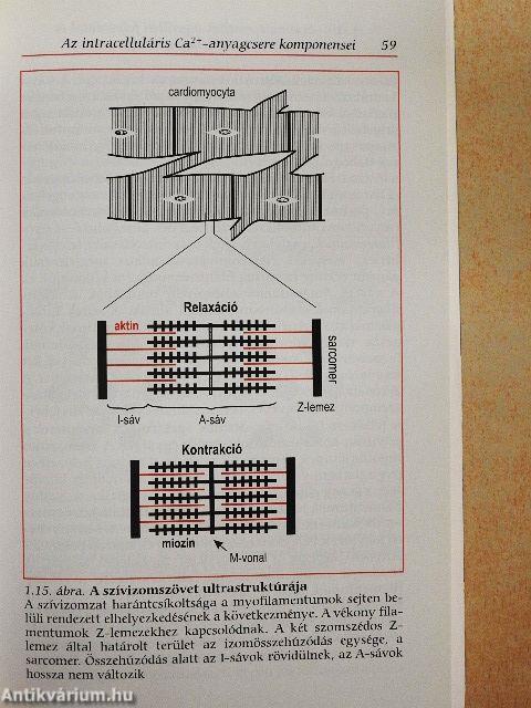 A szív- és simaizom Ca2+-anyagcseréje: elmélet, klinikum