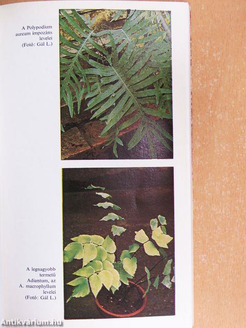 Páfrányok a lakásban és a kertben