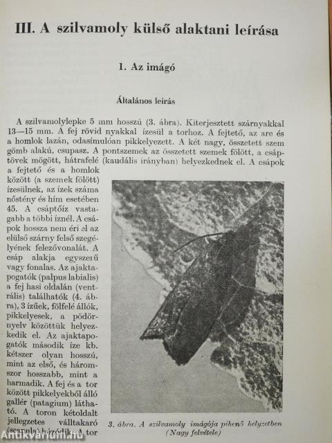 A szilvamoly (dedikált példány)