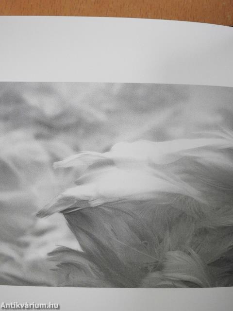 Részeg angyalok (dedikált példány)