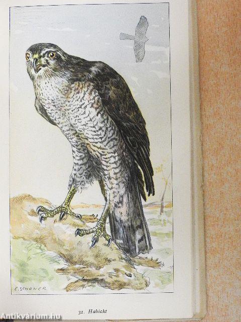 Raub- und Rabenvögel