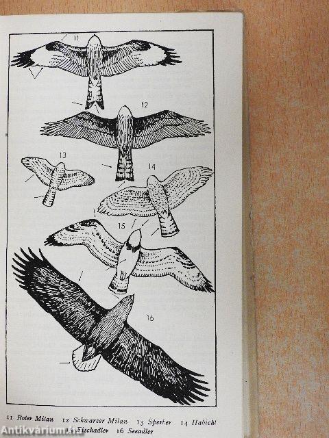 Raub- und Rabenvögel